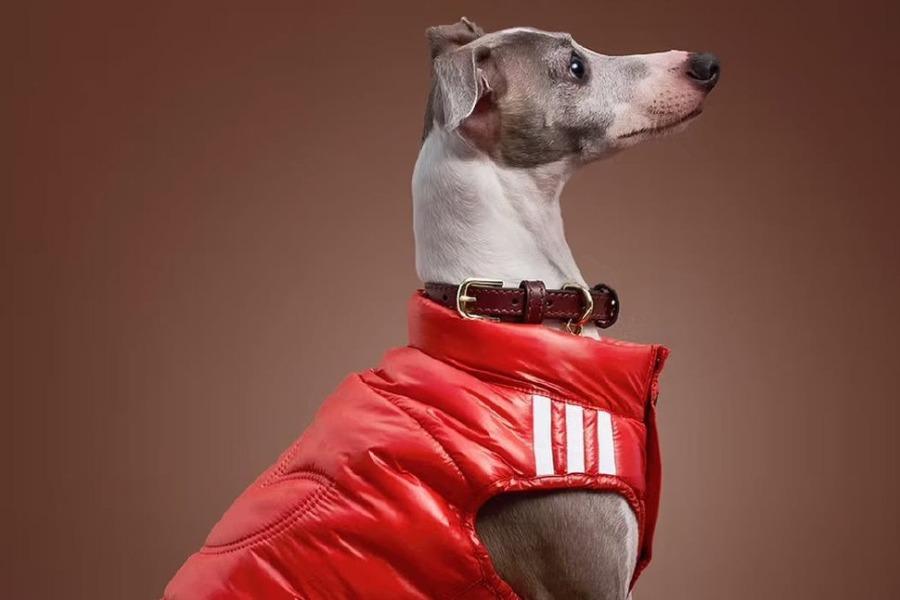 Your Pet's Perfect Fit: Customizing Accessories for Happy Companions