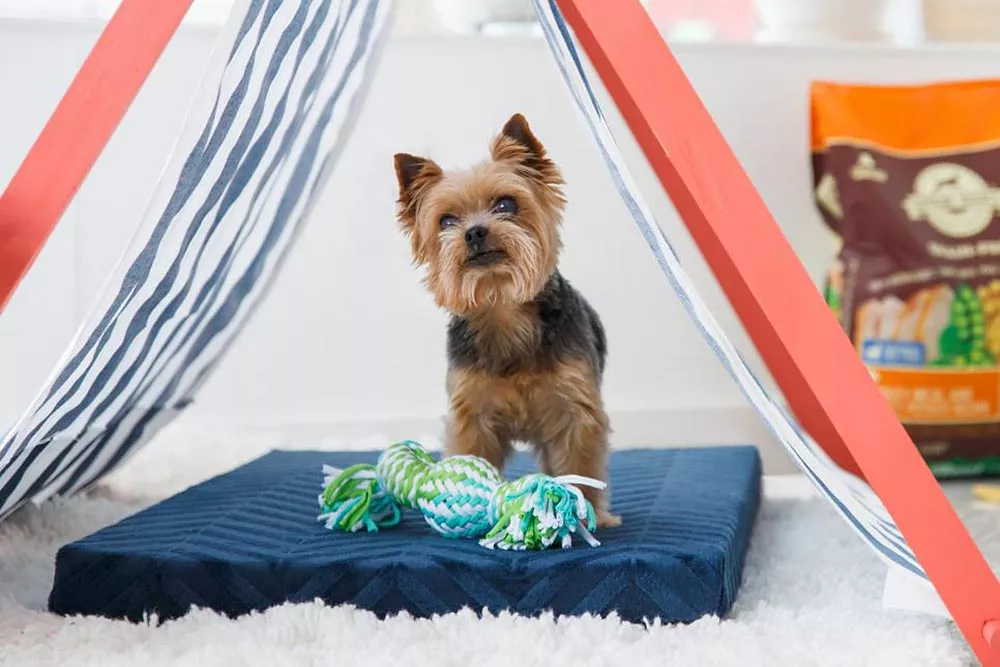 The Art of Pet Accessory Making: From Concept to Companion Comfort